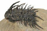 Spectacular Spiny Odontopleurid (Proceratocephala) Trilobite #241206-2